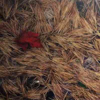 Red Maple Leaf on Pine Needles