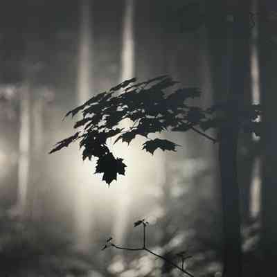Maple - Torchlight, Emmet County, Michigan