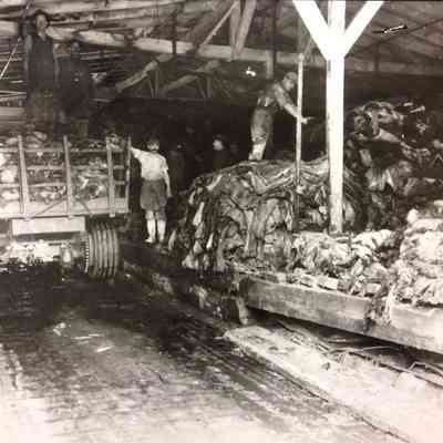 Leather Manufactory: Receiving Raw Hides