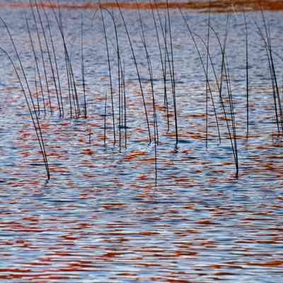 Untitled (Reeds in Water with Fall Reflection)