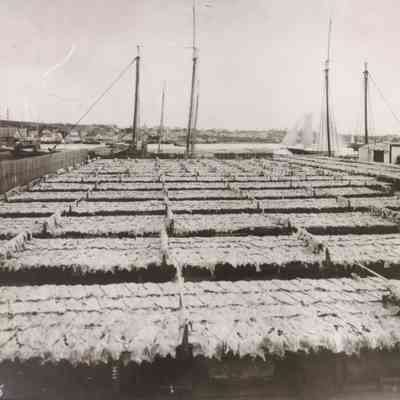 Yard-drying Cod