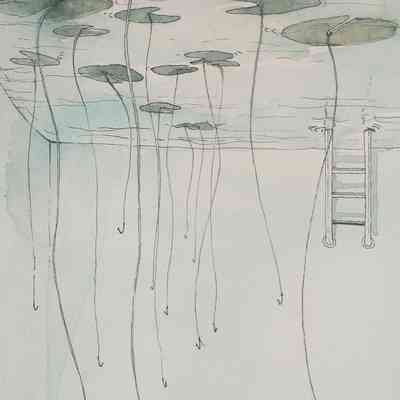 Waterlilies