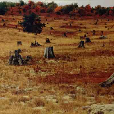 Stumps and Fall Color