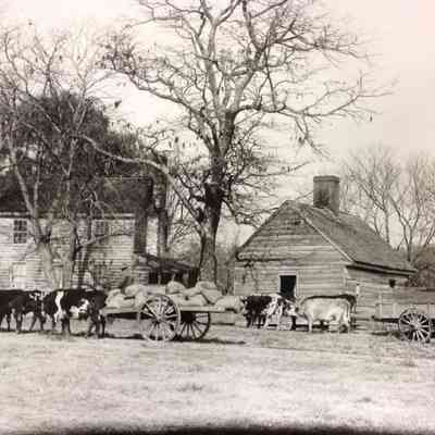 Plantation Scene: The Slave Quarters and oxteam with corn, 1875 - Upper Brandon Plantation, James River, Virginia