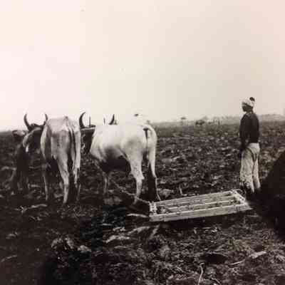 Preparing Land for Sugar Cane in Trinidad c. 1919