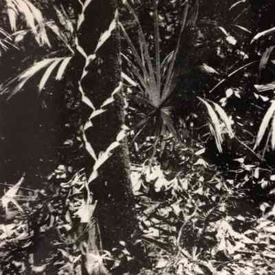 Tapping a Sapodilla Tree