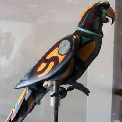 Northwest Indian Macaw