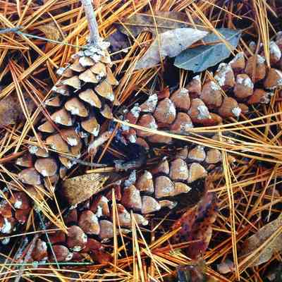 Pine Cones