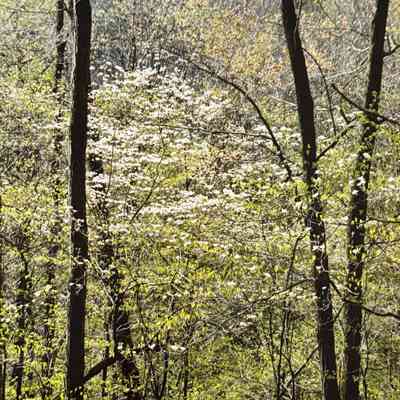Untitled (Forest in Spring with Blooming Dogwood)