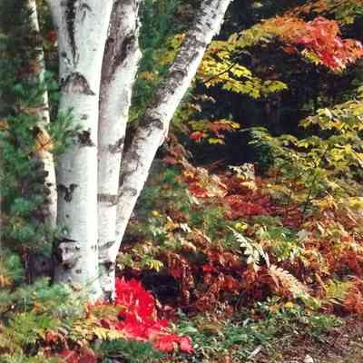 The Birches