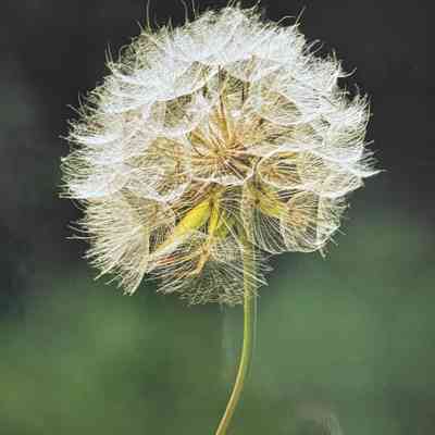 Dandelion