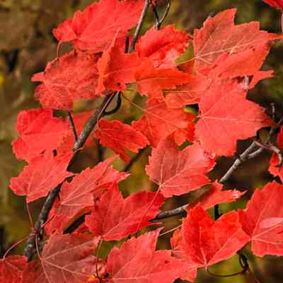 Untitled (Red Maple Leaves)