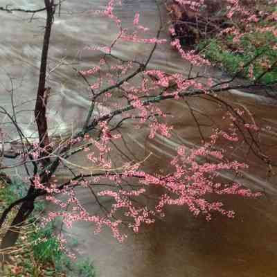 Red Bud Over the Thornapple