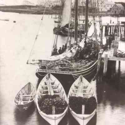 Dressing and Drying Mackerel on Schooner c. 1850 - 1852