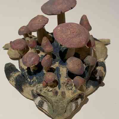 Refugia - Mushroom Frog