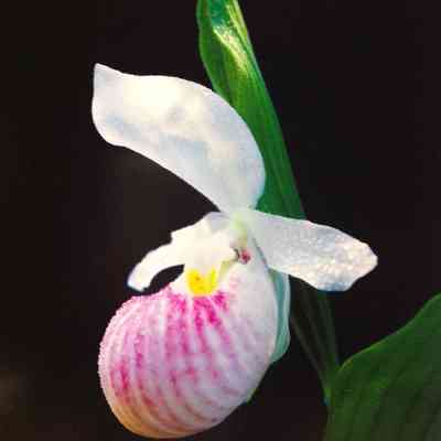 Showy Lady's Slipper