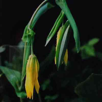 Large Flowered Bellwort - Barry County