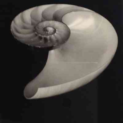 Chambered Nautilus