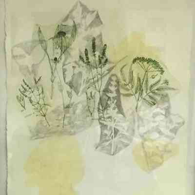 Untitled (Plants)