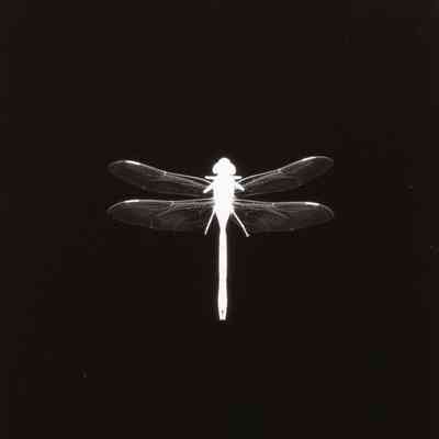 Photogenic Trace - Dragonfly