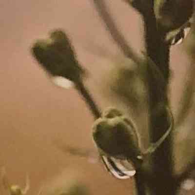Dew Drop