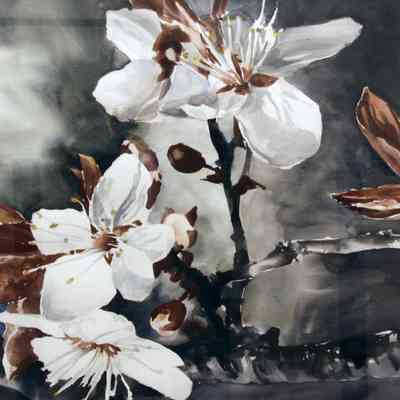 Apple Blossom