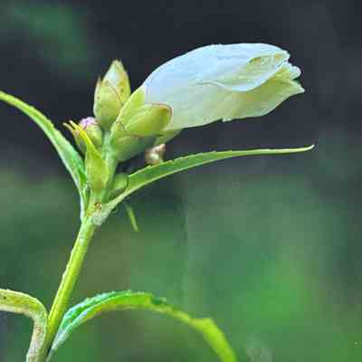 Untitled (White Turtlehead)