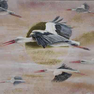 Migrating White Storks
