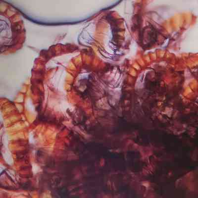 Davallia Canarienses, Rabbit Foot Fern