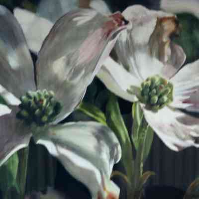Soft Lit Dogwood
