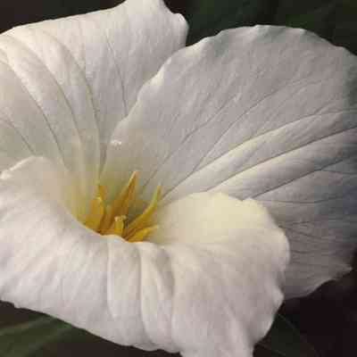 Leelanau Trillium