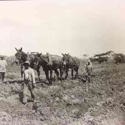 Preparing the Land for the Planting of Sugar Cane, Trinidad c. 1919