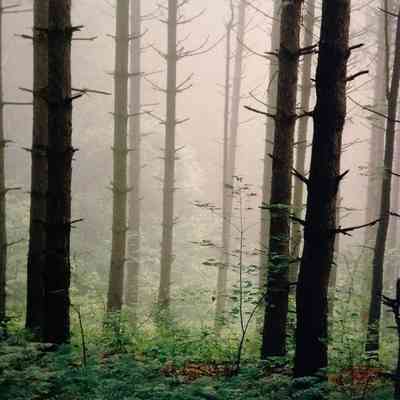 The Pines
