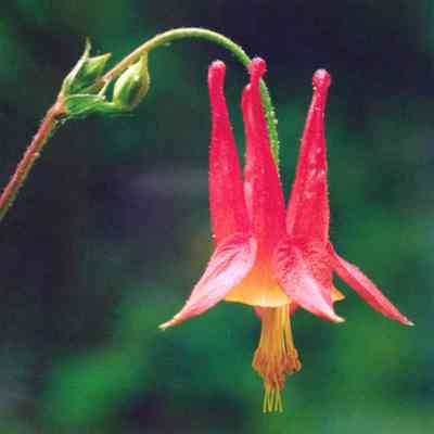 Wild Columbine