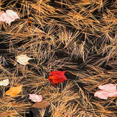 Untitled (Pine Needles and Maple Leaves in Fall)
