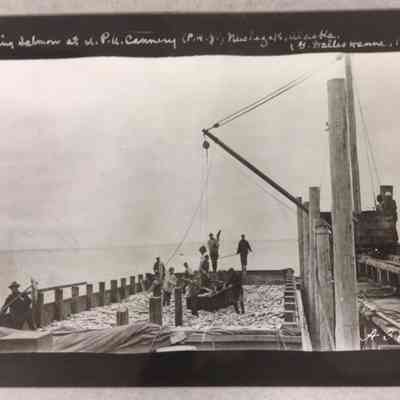 Unloading Salmon in Nushagak, Alaska, 1912