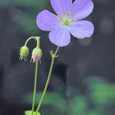 Untitled (WIld Geranium)