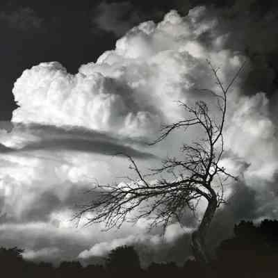 Apple Trees and Cloud