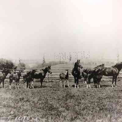 Colts and Draft Horses Shown on the Farm