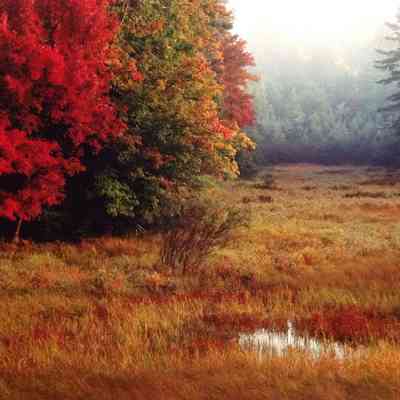 Maples and Fields with Fall Color