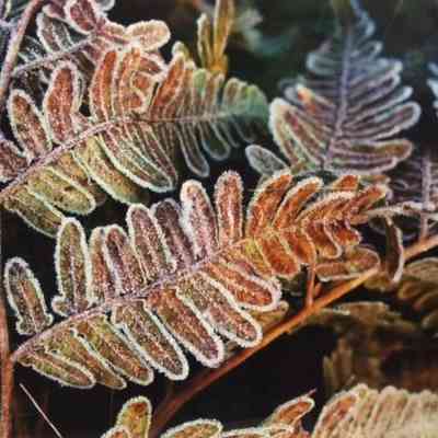 Frosted Fern - Oceana County
