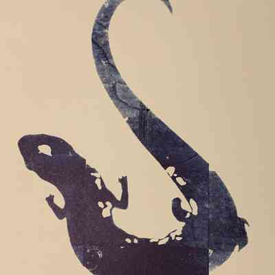 Blue-Spotted Salamander