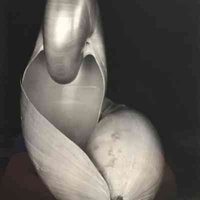 Shell