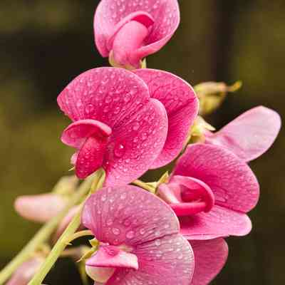 Untitled (Pink Sweet Pea)