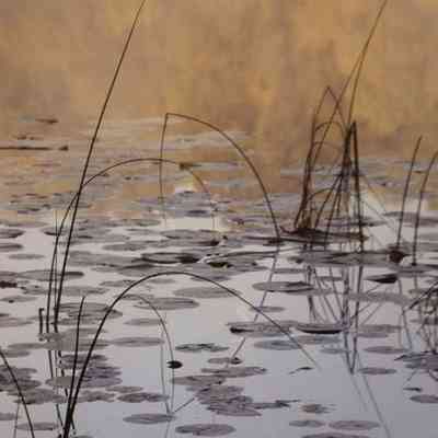 Reeds - Shaw Lake Barry County