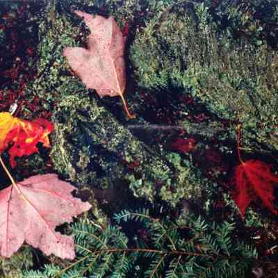 Maple Leaves and Lichen on Bark