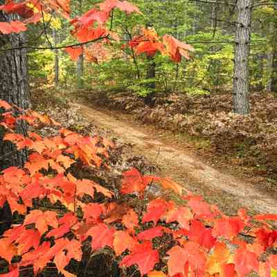 Untitled (Dirt Road with Red Maple Leaves)