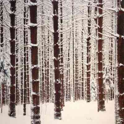 Pines in Winter