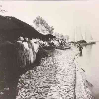 Herring-hauling Seine, Albemarle Island