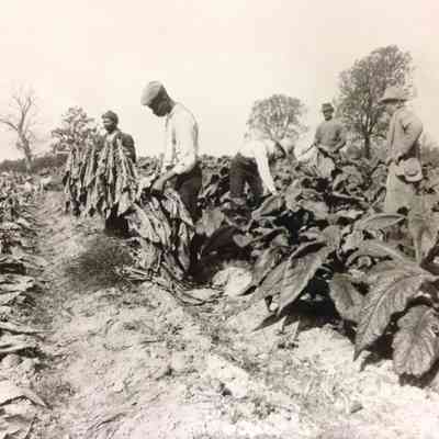 Tobacco Cutting in the Field, c. 1922
